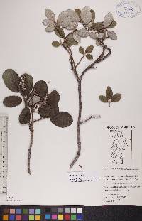 Salix vestita image