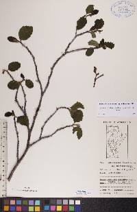 Alnus incana subsp. rugosa image