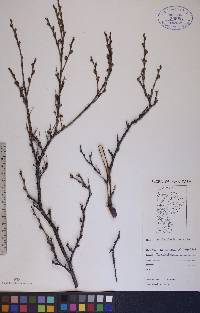 Betula glandulosa image