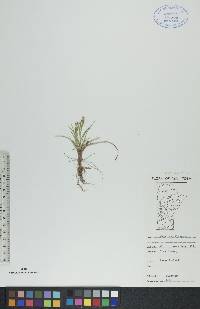 Carex capillaris image