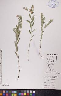 Lithospermum canescens image