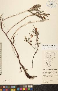 Andromeda polifolia var. polifolia image