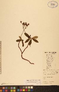 Chimaphila umbellata image