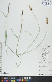 Carex sartwellii image