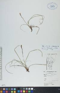 Carex richardsonii image