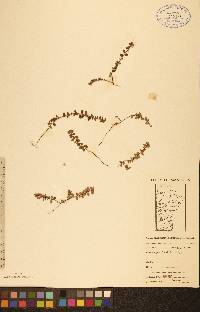 Gaultheria hispidula image