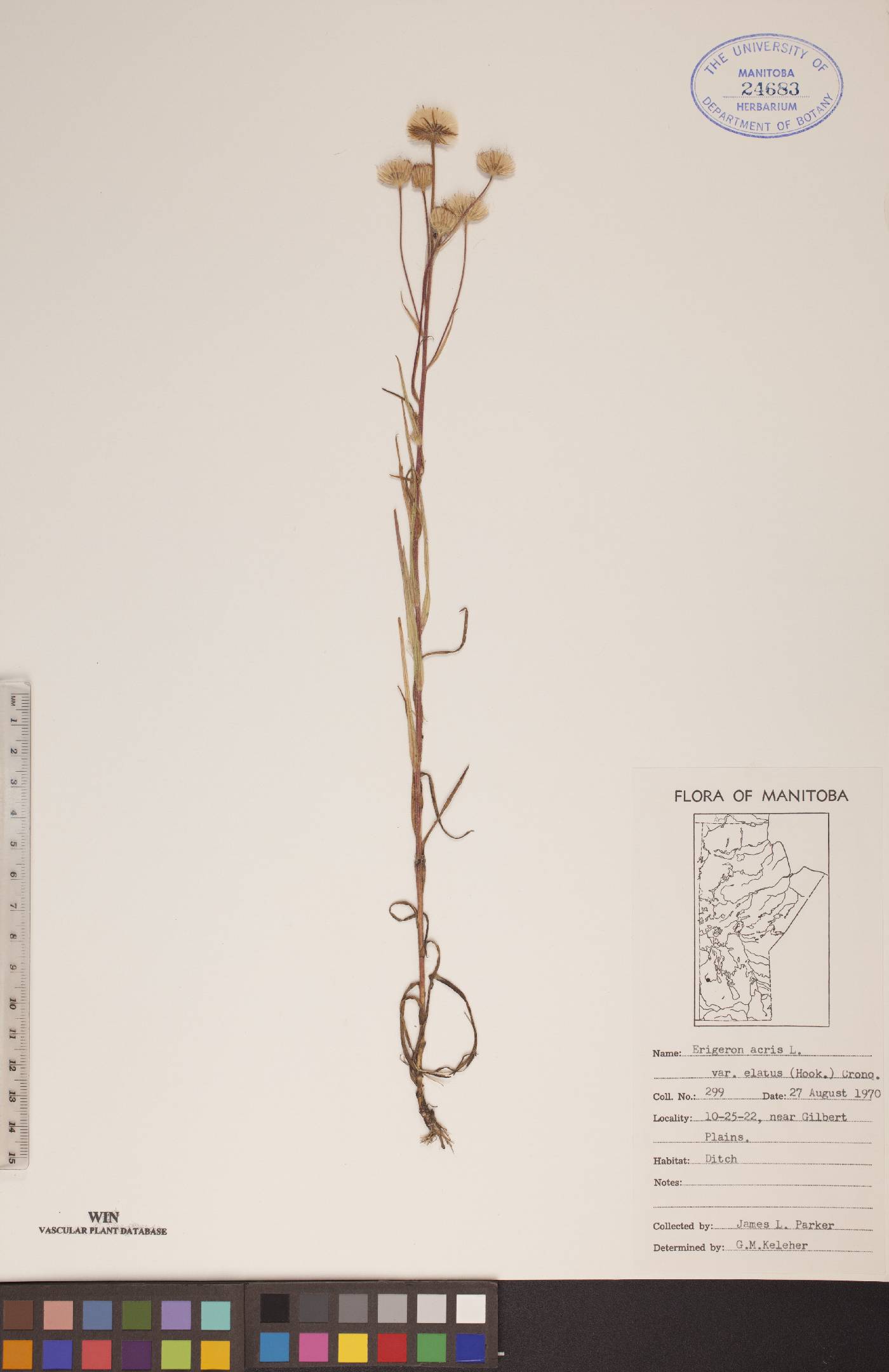 Erigeron acris image