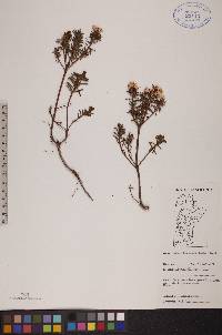 Rhododendron tomentosum subsp. decumbens image