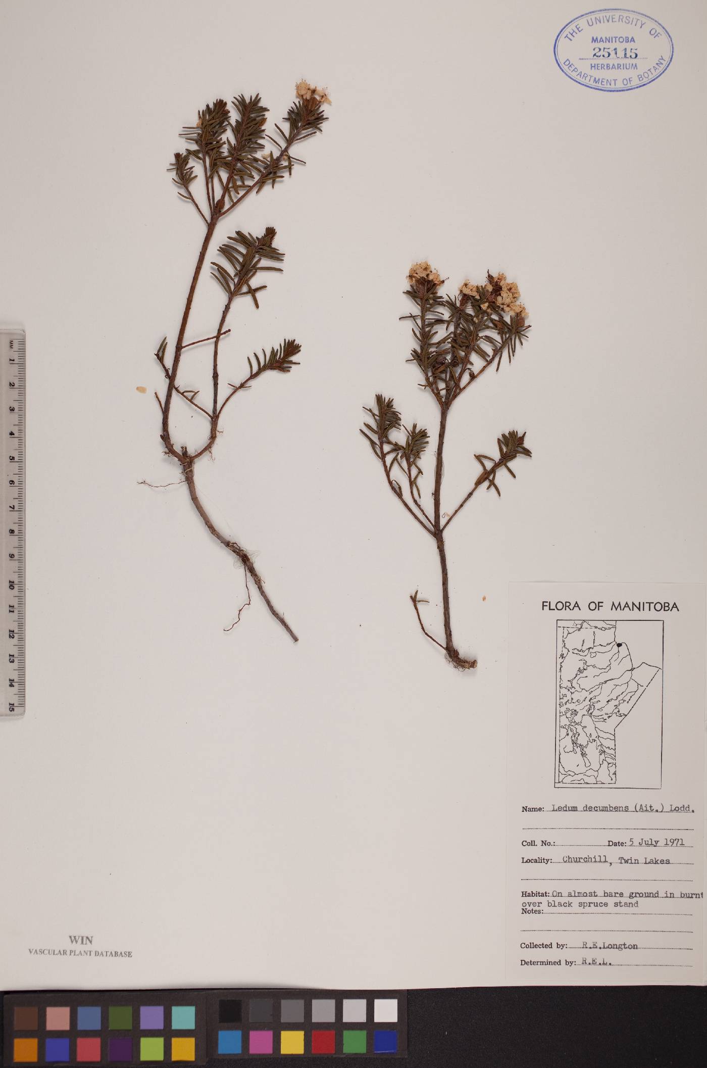 Rhododendron tomentosum subsp. decumbens image