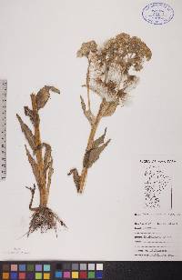 Senecio congestus image