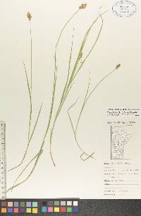 Carex bebbii image