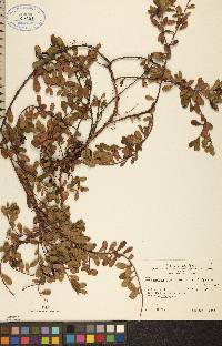 Arctostaphylos uva-ursi image