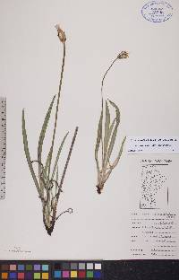 Agoseris glauca var. glauca image