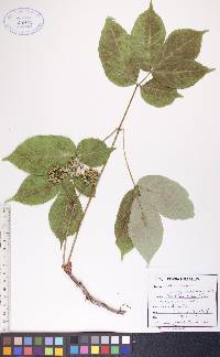 Aralia nudicaulis image