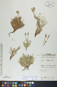 Lycopodium sabinifolium image