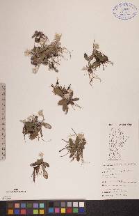 Antennaria neglecta image