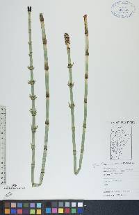 Equisetum fluviatile image