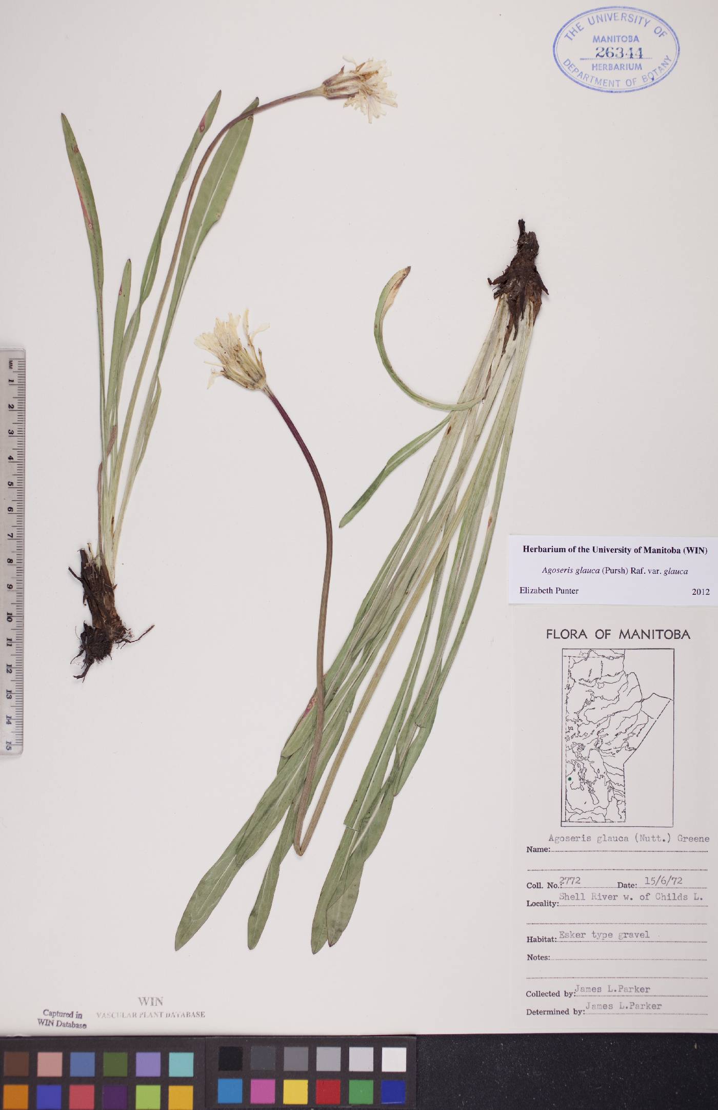 Agoseris glauca var. glauca image