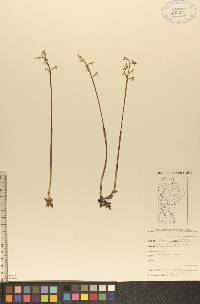 Corallorhiza trifida image