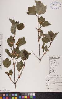 Viburnum edule image