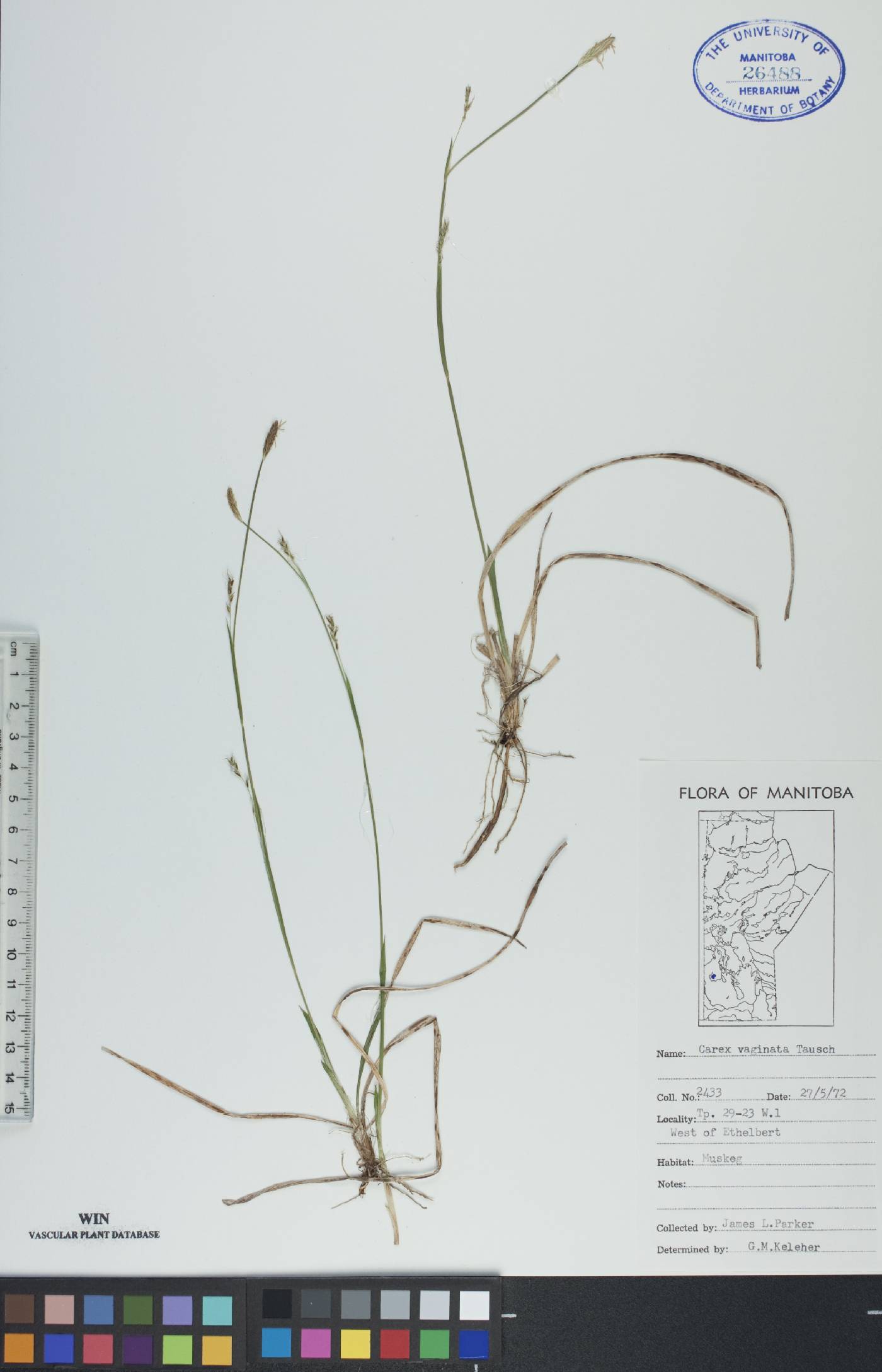 Carex vaginata image