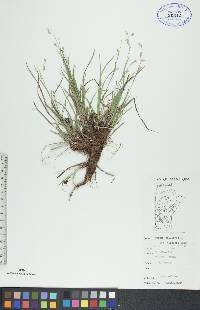 Carex capillaris image