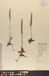 Goodyera repens image