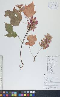 Acer spicatum image