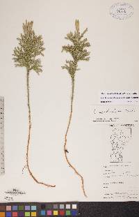 Dendrolycopodium dendroideum image