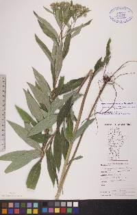 Doellingeria umbellata var. pubens image