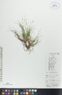 Carex eburnea image