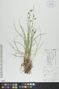 Carex paupercula image