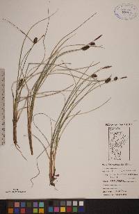 Carex rotundata image