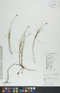 Carex chordorrhiza image