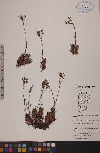 Saxifraga tricuspidata image