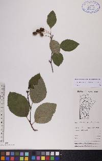 Alnus viridis subsp. crispa image