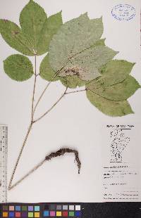 Aralia nudicaulis image