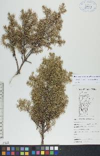 Juniperus communis var. depressa image