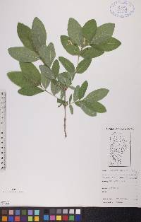 Lonicera oblongifolia image