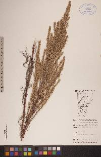 Artemisia campestris image