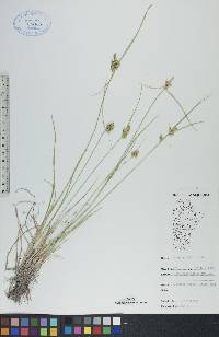 Carex viridula image