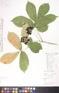 Aralia nudicaulis image