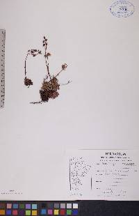 Saxifraga tricuspidata image