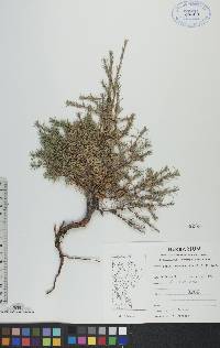 Larix laricina image