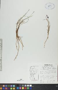 Carex rariflora image