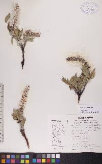 Salix richardsonii image