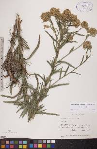 Achillea alpina image