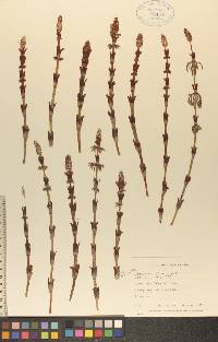 Equisetum sylvaticum image