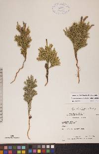 Dendrolycopodium dendroideum image