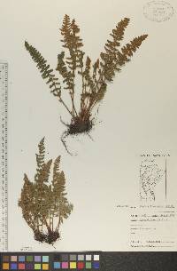 Woodsia ilvensis image